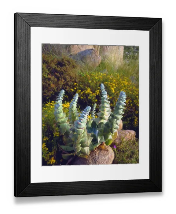Framed Print : USA, California, San Diego, Succulent Framed Print : USA, California, San Diego, Succulent