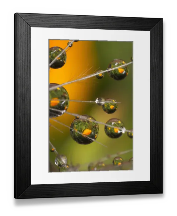 Framed Print : USA; California; San Diego; Water droplets on a dandelion seed parachute Framed Print : USA; California; San Diego; Water droplets on a dandelion seed parachute