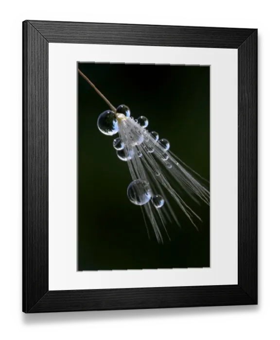 Framed Print : USA; California; San Diego; Water droplets on a dandelion seed parachute