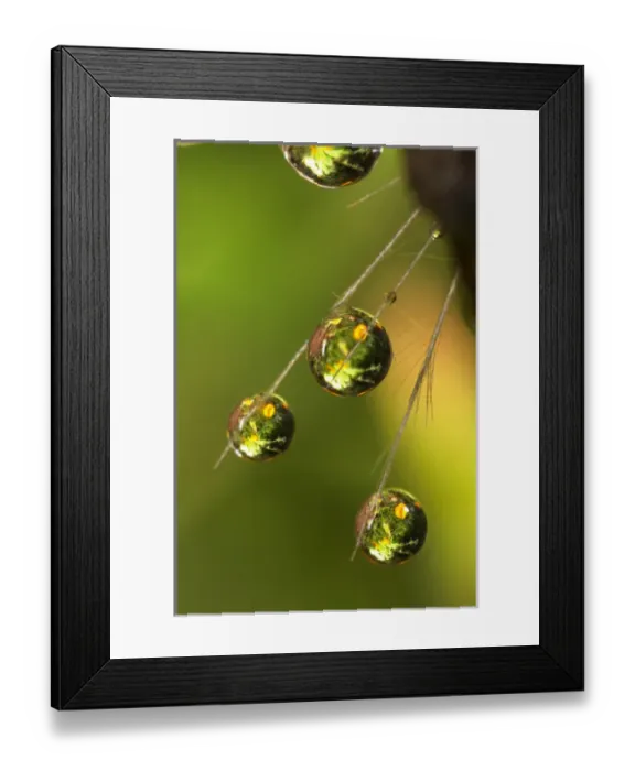 Framed Print : USA; California; San Diego; Water droplets on a dandelion seed parachute
