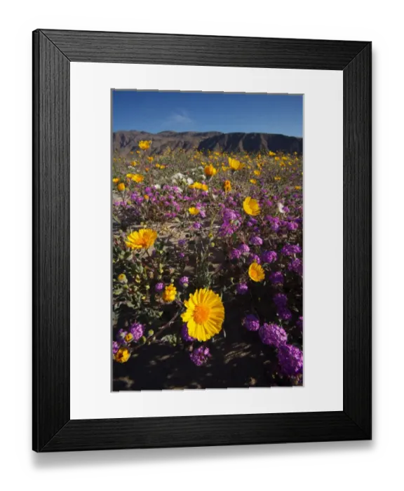 Framed Print : USA; California; San Diego. ADesert Sunflower and Sand Verbena Wildflowers in the Desert Framed Print : USA; California; San Diego. ADesert Sunflower and Sand Verbena Wildflowers in the Desert