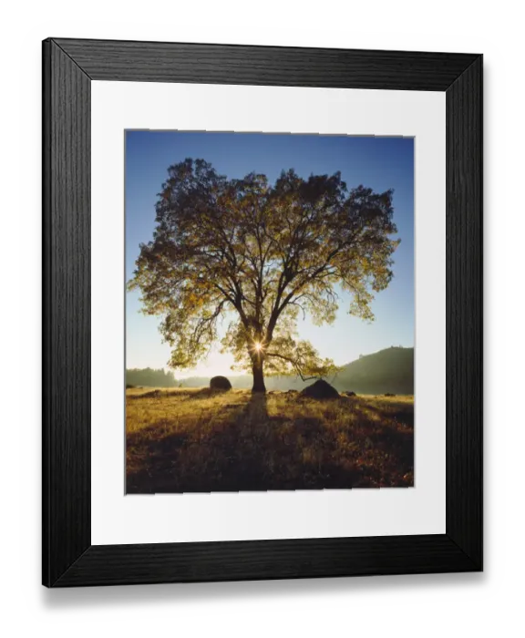 Framed Print : USA; California; San Diego. Black Oak Tree in Autumn