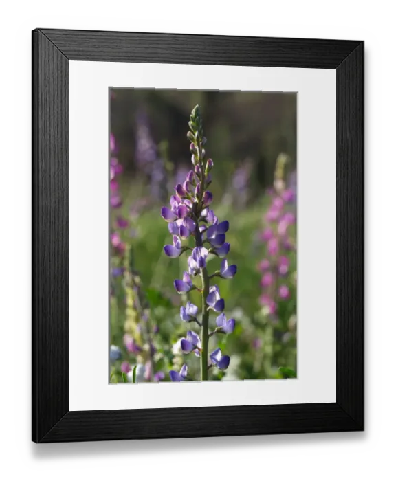Framed Print : USA, California, San Diego. ALupine wildflowers in Rattlesnake Canyon