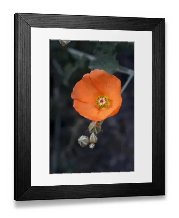 Framed Print : USA; California; San Diego. AMallow Wildflowers in the Mecca Hills