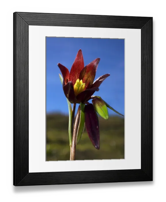 Framed Print : USA, California, San Diego. AChocolate Lilly wildflowers in Rattlesnake Canyon