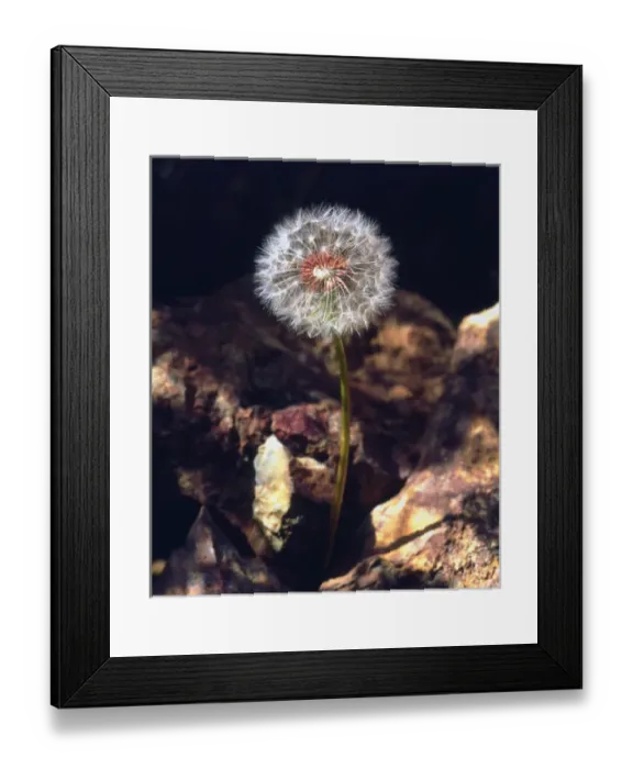 Framed Print : USA, California, San Diego. Dandelion Framed Print : USA, California, San Diego. Dandelion