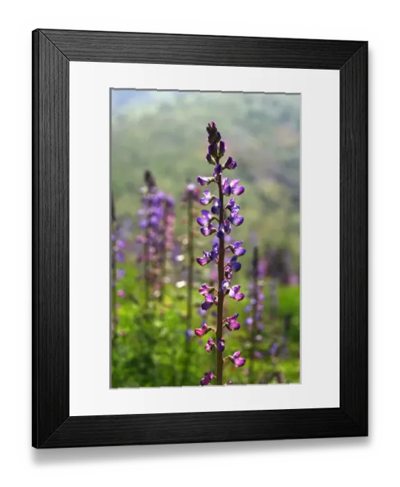 Framed Print : USA, California, San Diego. ALupine wildflowers in Rattlesnake Canyon Framed Print : USA, California, San Diego. ALupine wildflowers in Rattlesnake Canyon