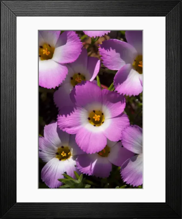 Framed Print : USA, California, San Diego. APhlox wildflowers in Rattlesnake Canyon Framed Print : USA, California, San Diego. APhlox wildflowers in Rattlesnake Canyon