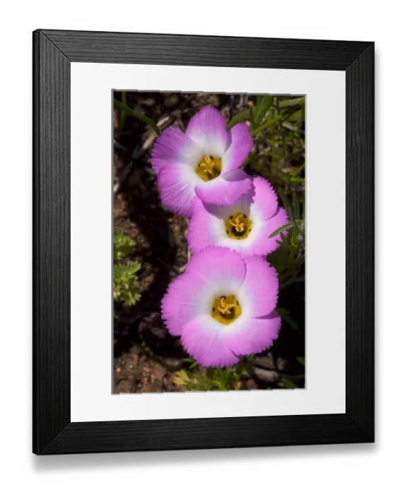 Framed Print : USA, California, San Diego. APhlox wildflowers in Rattlesnake Canyon Framed Print : USA, California, San Diego. APhlox wildflowers in Rattlesnake Canyon
