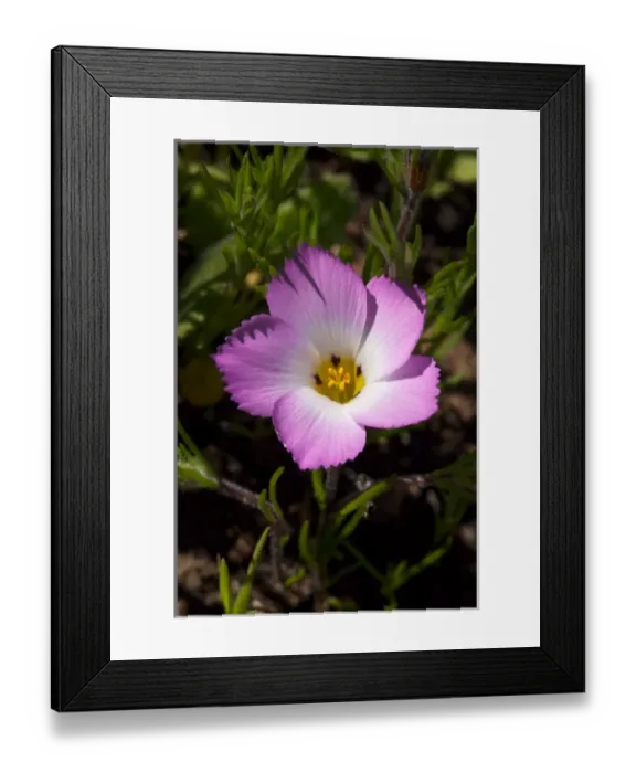 Framed Print : USA, California, San Diego. APhlox wildflowers in Rattlesnake Canyon Framed Print : USA, California, San Diego. APhlox wildflowers in Rattlesnake Canyon