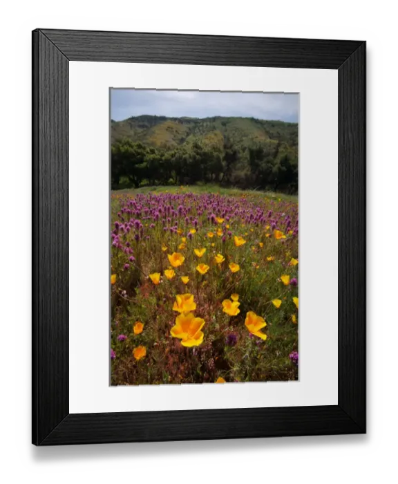 Framed Print : USA, California, San Diego. APoppy wildflowers in Rattlesnake Canyon Framed Print : USA, California, San Diego. APoppy wildflowers in Rattlesnake Canyon