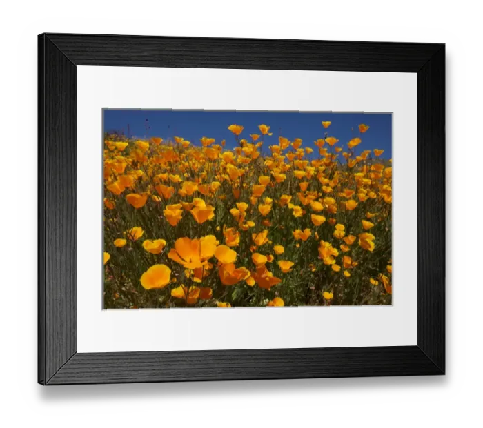 Framed Print : USA, California, San Diego. APoppy wildflowers in Rattlesnake Canyon Framed Print : USA, California, San Diego. APoppy wildflowers in Rattlesnake Canyon