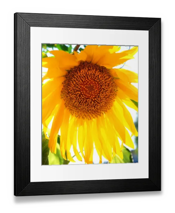 Framed Print : USA, California, San Diego. Mammoth Sunflower