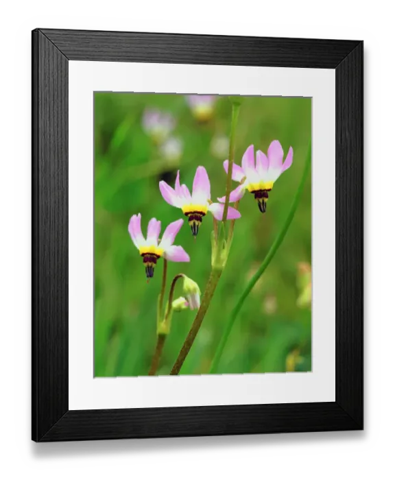 Framed Print : USA, California, San Diego. AShooting Star Wildflowers in Mission Trails Park Framed Print : USA, California, San Diego. AShooting Star Wildflowers in Mission Trails Park