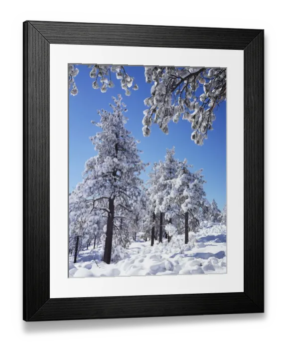 Framed Print : CTF-324. USA, California, San Diego. Snow-covered trees in the Laguna Mountains Framed Print : CTF-324. USA, California, San Diego. Snow-covered trees in the Laguna Mountains