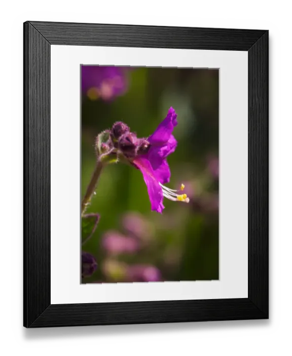 Framed Print : USA, California, San Diego. Wishbone wildflowers in Rattlesnake Canyon Framed Print : USA, California, San Diego. Wishbone wildflowers in Rattlesnake Canyon