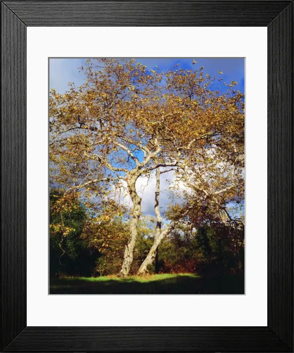 Framed Print : USA, California, San Diego. A Sycamore Tree Framed Print : USA, California, San Diego. A Sycamore Tree