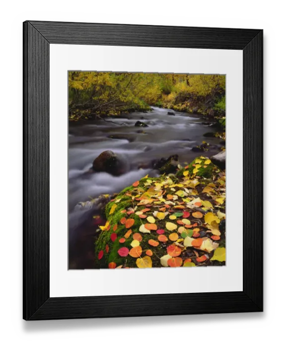 Framed Print : USA; California; Sierra Nevada Mountains; Autumn Colors along McGee Creek Framed Print : USA; California; Sierra Nevada Mountains; Autumn Colors along McGee Creek