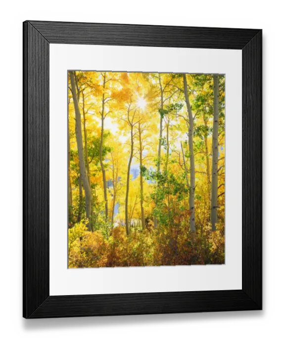Framed Print : USA; California; Sierra Nevada Mountains. ; Fall colors of Aspen trees