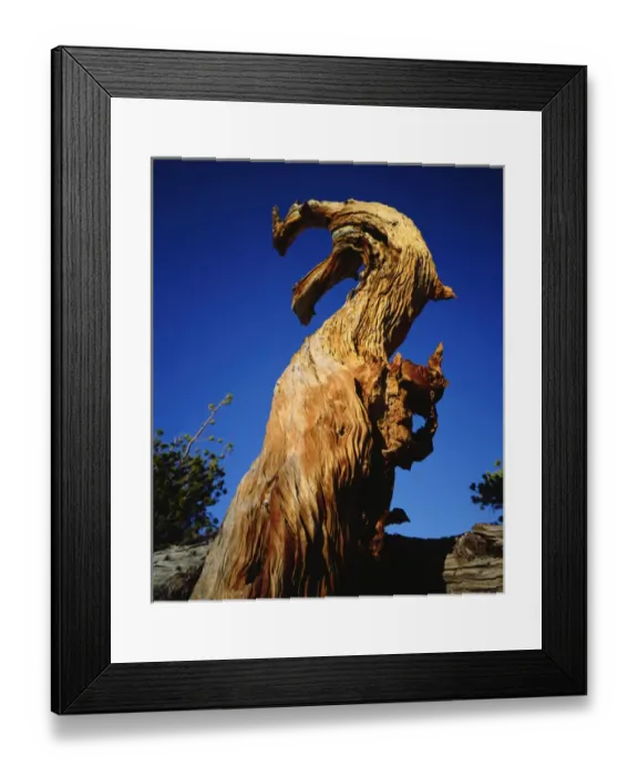 Framed Print : USA; California; Sierra Nevada Mountains, Trees in the High Sierra Framed Print : USA; California; Sierra Nevada Mountains, Trees in the High Sierra