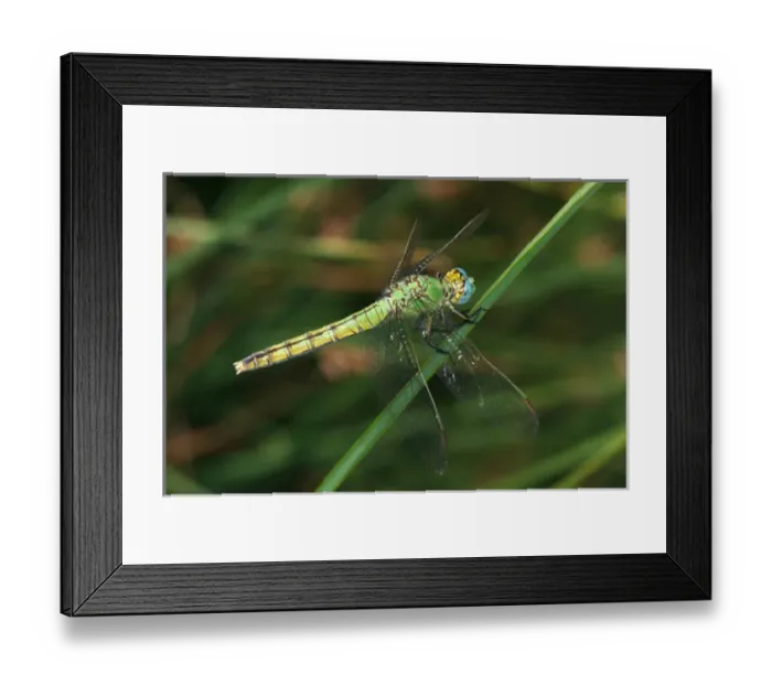 Framed Print : USA; California; San Diego; A Green Drangonfly in Mission Trails Regional Park in Framed Print : USA; California; San Diego; A Green Drangonfly in Mission Trails Regional Park in