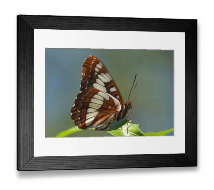 Framed Print : USA; California; San Diego; A Butterfly in Mission Trails Regional Park Framed Print : USA; California; San Diego; A Butterfly in Mission Trails Regional Park
