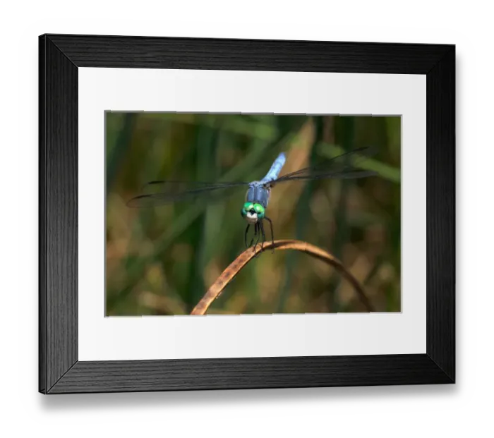 Framed Print : USA; California; San Diego; A Blue Drangonfly in Mission Trails Regional Park Framed Print : USA; California; San Diego; A Blue Drangonfly in Mission Trails Regional Park
