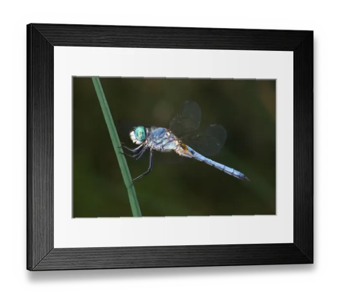Framed Print : USA; California; San Diego; A Blue Drangonfly in Mission Trails Regional Park