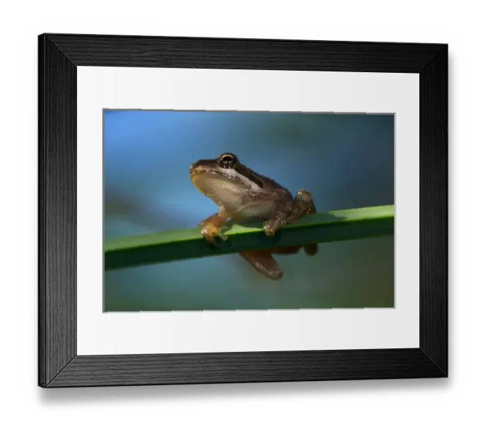 Framed Print : USA; California; San Diego; A Baby Tree Frog in Mission Trails Regional Park in San Diego