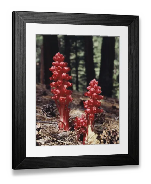 Framed Print : CTF-0755. USA, California, Sierra Nevada Mountains