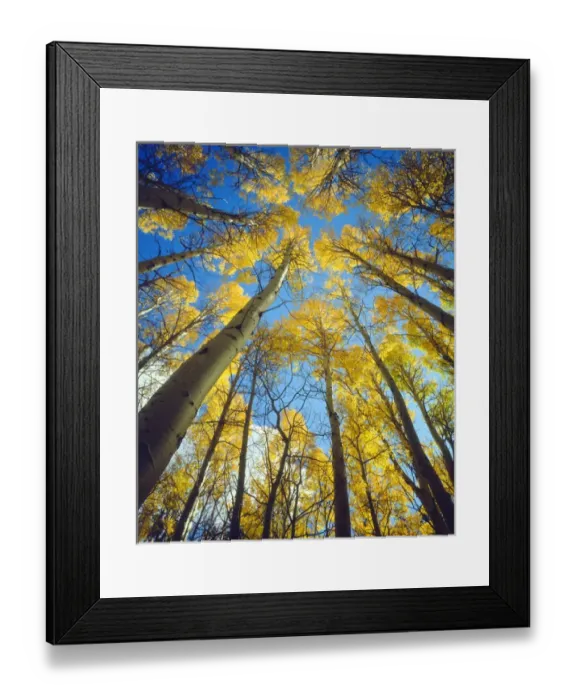 Framed Print : USA, California, Sierra Nevada Mountains. Fall colors of Aspen trees