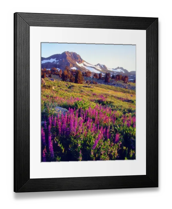Framed Print : USA, California, Sierra Nevada Mountains. A Lupine Wildflowers at Carson Pass Framed Print : USA, California, Sierra Nevada Mountains. A Lupine Wildflowers at Carson Pass