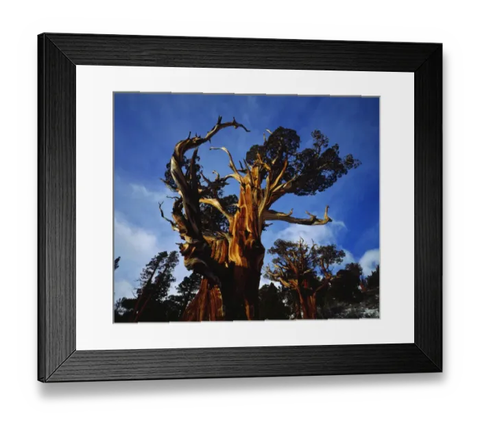 Framed Print : USA; California; Sierra Nevada Mountains. AOld Growth Juniper trees in the High Sierra Framed Print : USA; California; Sierra Nevada Mountains. AOld Growth Juniper trees in the High Sierra