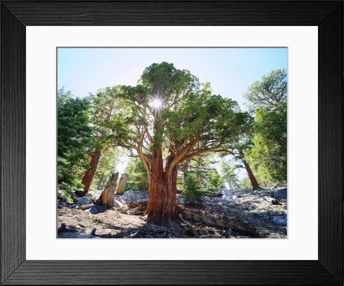 Framed Print : USA; California; Sierra Nevada Mountains. AOld Growth Juniper tree in the Sierras