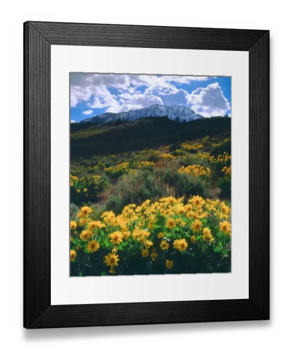 Framed Print : USA, California, Sierra Nevada Mountains. AWildflower in the Sierras Framed Print : USA, California, Sierra Nevada Mountains. AWildflower in the Sierras