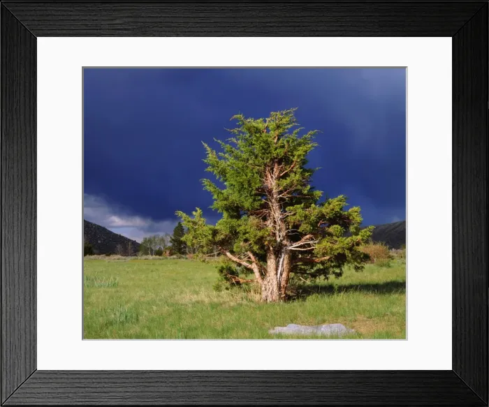 Framed Print : USA; California; Sierra Nevads Mountains Framed Print : USA; California; Sierra Nevads Mountains