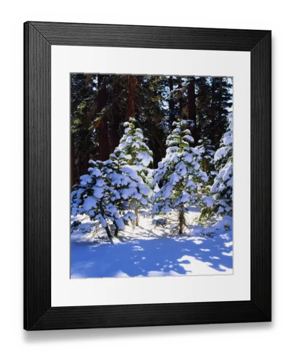 Framed Print : USA; California; Snow Covered Red Fir trees in the High Sierra Framed Print : USA; California; Snow Covered Red Fir trees in the High Sierra