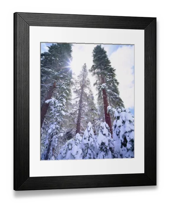 Framed Print : USA; California; Snow Covered Red Fir trees in the High Sierra Framed Print : USA; California; Snow Covered Red Fir trees in the High Sierra