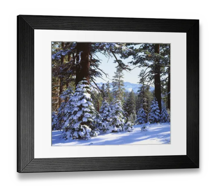 Framed Print : USA; California; Snow Covered Red Fir trees in the High Sierra