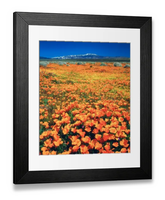 Framed Print : USA; California; Snow covered Techachapi Mountains and California Poppies Framed Print : USA; California; Snow covered Techachapi Mountains and California Poppies