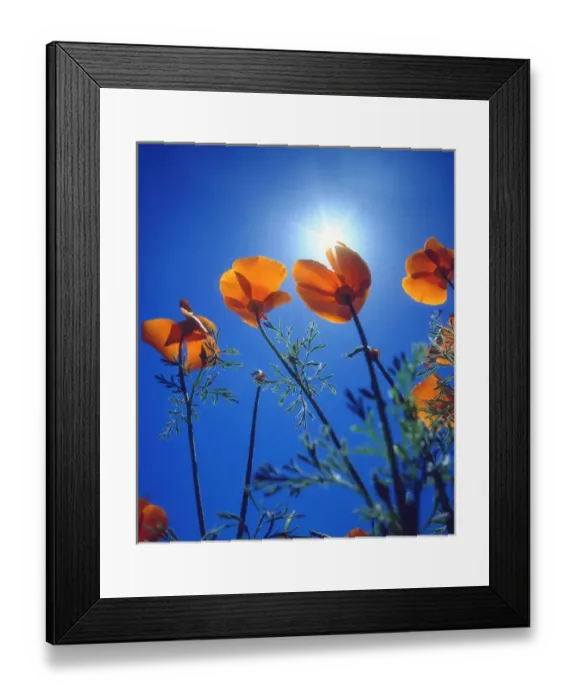 Framed Print : USA; California, Suns rays though a California Poppy