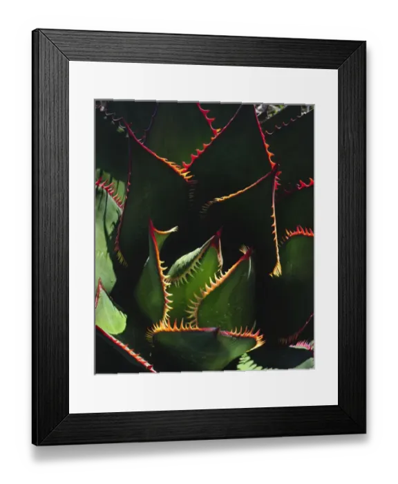 Framed Print : USA, California, Torrey Pines State Park. Patterns of an Agave plant