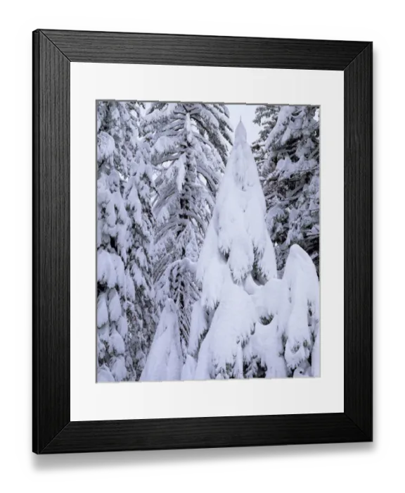 Framed Print : USA, California, Sierra Nevad Mountains. A Snow covered trees in the Sierras Framed Print : USA, California, Sierra Nevad Mountains. A Snow covered trees in the Sierras