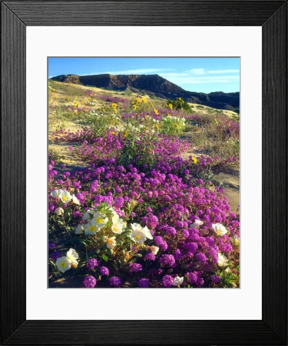 Framed Print : USA; California, Sand Verbena and Dune Primrose Wildflowers below Fonts Point, Anza Framed Print : USA; California, Sand Verbena and Dune Primrose Wildflowers below Fonts Point, Anza