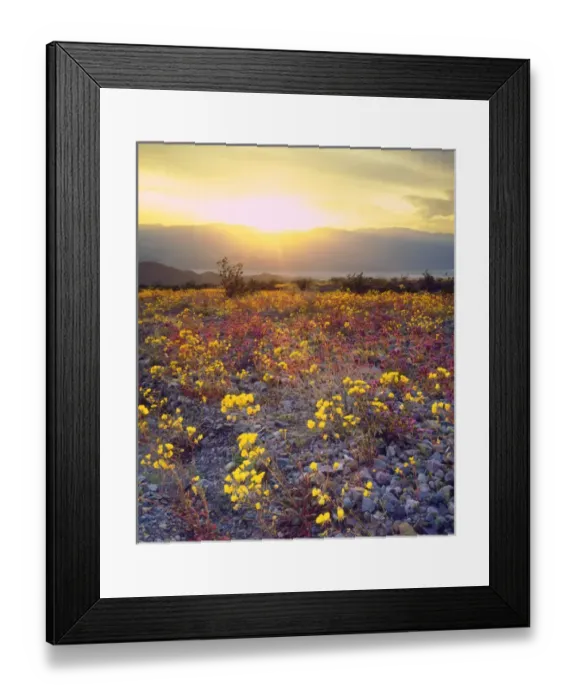 Framed Print : USA, California, Wildflowers in Death Valley National Park, CA Framed Print : USA, California, Wildflowers in Death Valley National Park, CA