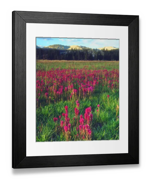 Framed Print : USA; California; Wildflowers in the Sierra Nevada Mountains Framed Print : USA; California; Wildflowers in the Sierra Nevada Mountains