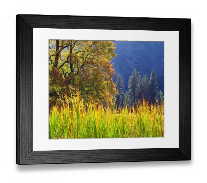 Framed Print : USA; California; Yosemite National Park; Autum colors of an Oak tree in Yosemite; CA Framed Print : USA; California; Yosemite National Park; Autum colors of an Oak tree in Yosemite; CA