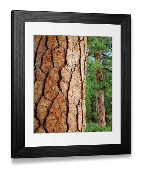 Framed Print : USA, California, Ponderosa Pine in Yosemite National Park, CA