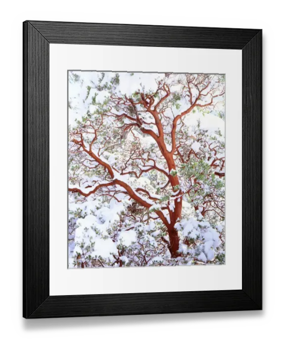 Framed Print : USA; California; Snow covered manzanita bush, Cleveland National Forest, CA Framed Print : USA; California; Snow covered manzanita bush, Cleveland National Forest, CA
