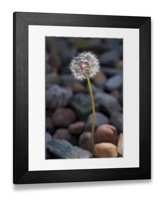 Framed Print : USA, California Dandelion and river rock Framed Print : USA, California Dandelion and river rock